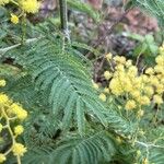 Acacia dealbata 葉