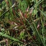 Juncus bulbosus Frunză