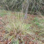 Muhlenbergia rigens Costuma