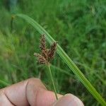 Fimbristylis dichotoma Folha