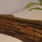 Salix udensis Kabuk
