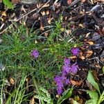 Vernonanthura nudiflora Blomst