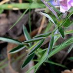 Lathyrus linifolius Leaf