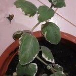 Plectranthus madagascariensis Folha