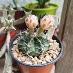 Gymnocalycium anisitsii Fruto