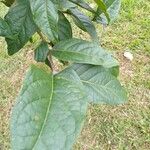 Bunchosia dwyeri Leaf