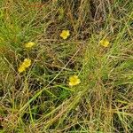 Linum volkensii Hàbitat