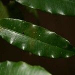 Parahancornia fasciculata 葉