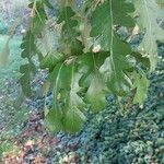 Quercus cerris Blad