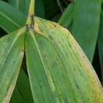 Pleioblastus viridistriatus Leaf