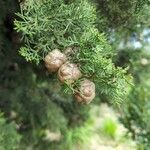 Cupressus sempervirensFruit