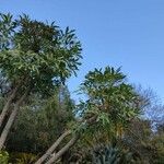 Cussonia paniculata Feuille