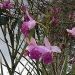 Arundina graminifolia फूल