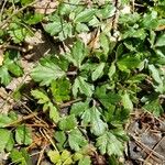 Ranunculus fascicularis List