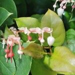 Gaultheria shallon 花