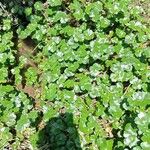 Hydrocotyle ranunculoides Habit