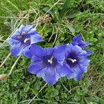 Gentiana acaulis Квітка