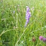 Vicia craccaBlomma