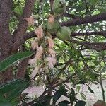 Barringtonia racemosa Flower