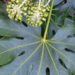 Fatsia japonica Leaf