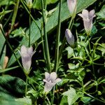 Wahlenbergia hederacea Flor