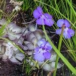 Pinguicula cyclosecta Yeri