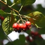 Crataegus persimilisΦύλλο