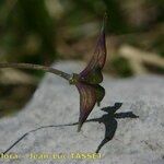 Thalictrum macrocarpum 果実