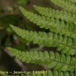 Dryopteris tyrrhena पत्ता