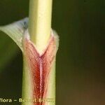 Carex hispida چھال