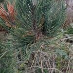 Pinus nigra Folha