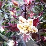 Epipactis purpurata 花