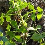 Solanecio angulatus Folha