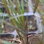 Elymus virginicus Blatt