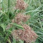 Cyperus latifolius Квітка