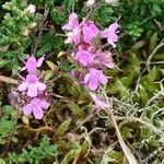 Thymus serpyllum 花