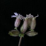 Silene edgeworthii Flower