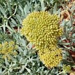 Lomatium latilobum Flor