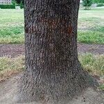 Cedrus libani Bark