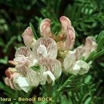 Vicia argentea Blüte