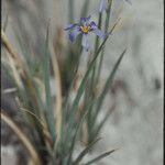 Sisyrinchium halophilum Vekstform