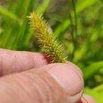 Carex pseudocyperus Fruit