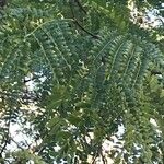 Cordyla africana Leaf