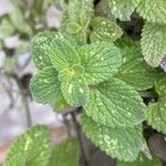 Salvia viridis Leaf