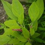 Amaranthus caudatus花