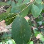 Psidium guineense Leaf