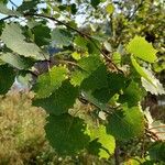 Populus tremula 叶