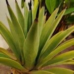 Agave demeesteriana Leht