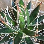 Agave toumeyana Liść