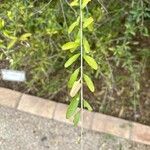Ligustrum tschonoskii Leaf